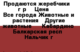 Продаются жеребчики 14,15 16 г.р  › Цена ­ 177 000 - Все города Животные и растения » Другие животные   . Кабардино-Балкарская респ.,Нальчик г.